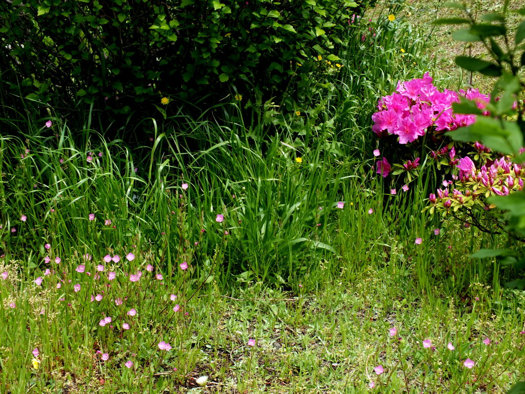 沿道の草むらのピンク
