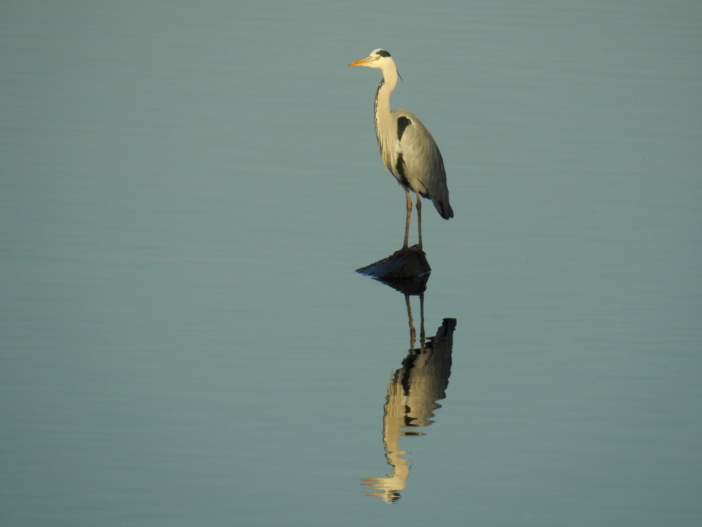 静かな荒川水面のアオサギ