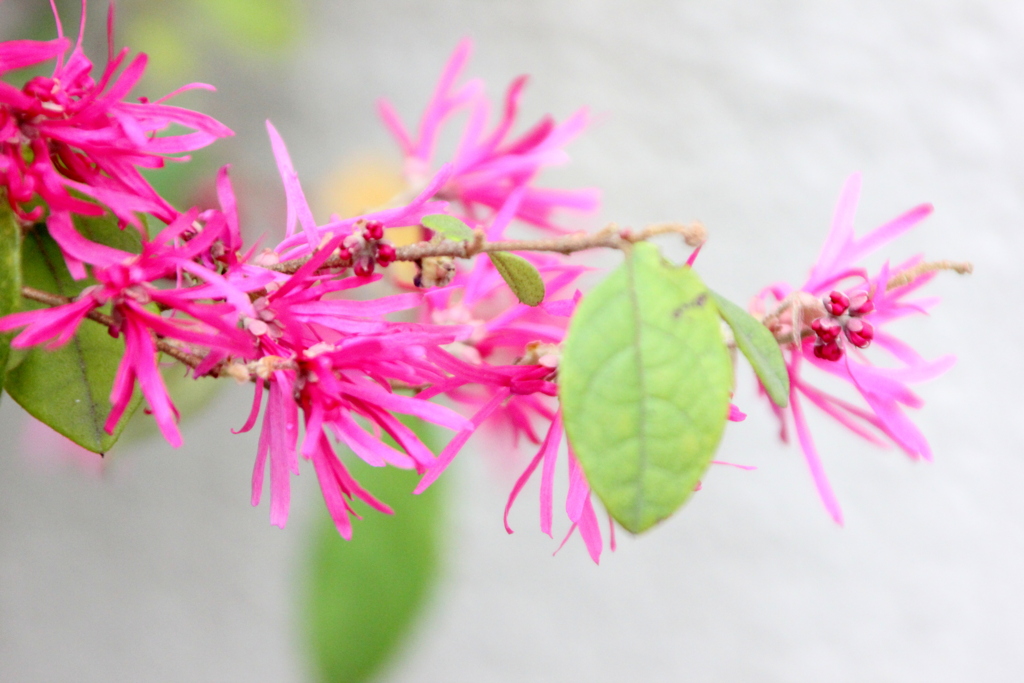 紅花トキワマンサク