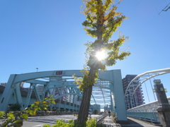 銀杏の木で逆光補正の隅田川の千住大橋と配管橋
