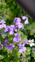 隅田川土手のショカッサイ