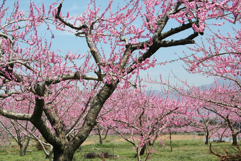 山梨北杜市の桃