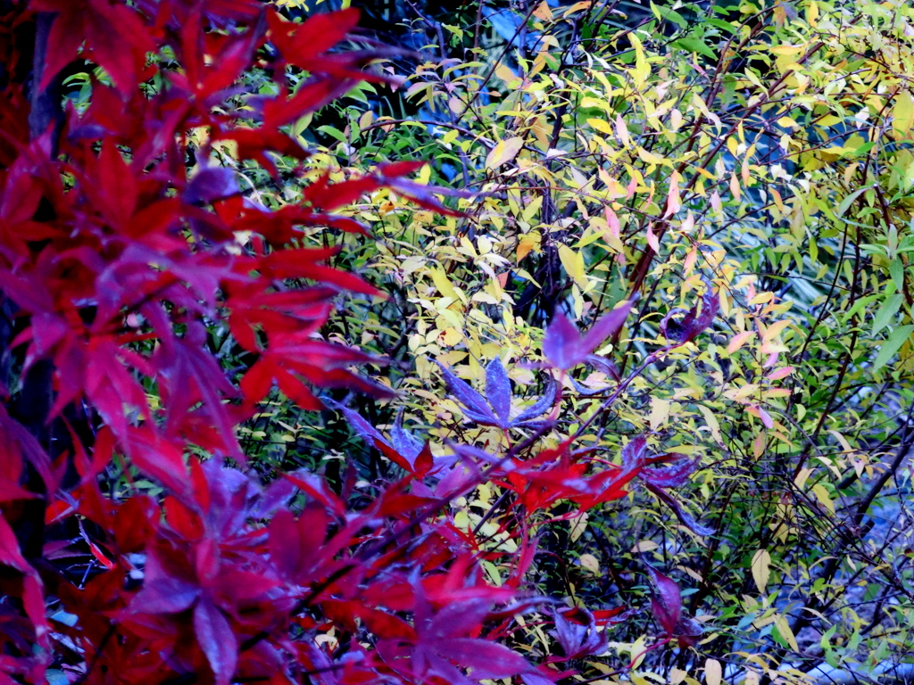 三河島駅下の日陰の紅葉と雪柳