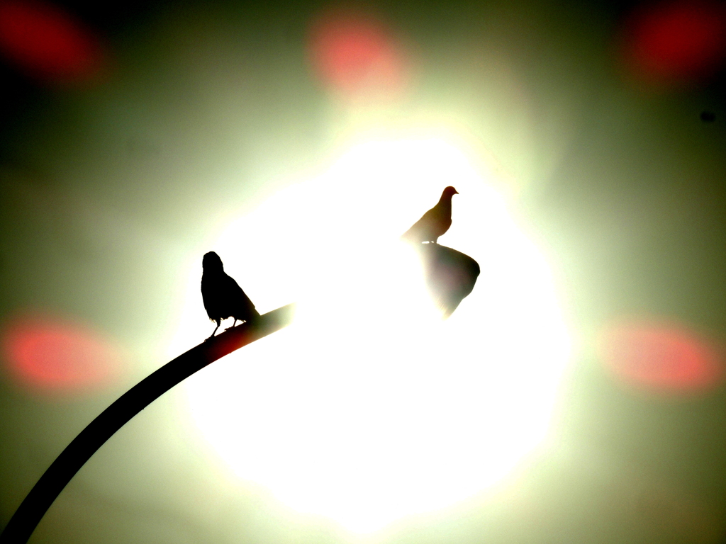 西新井橋の夕日に街灯の上の鳩のシルエット