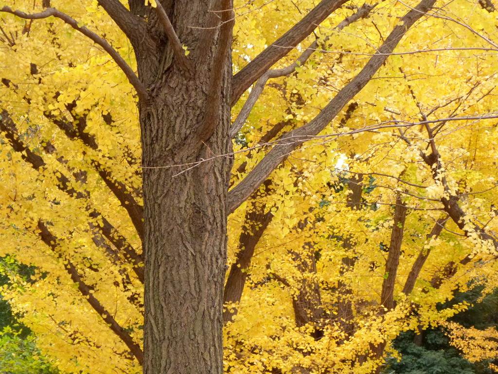 上野のイチョウ