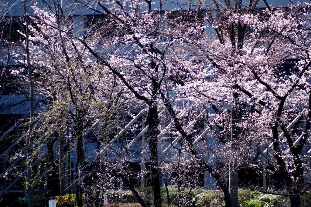 町屋の川沿いのマンションの日のあらる桜の森