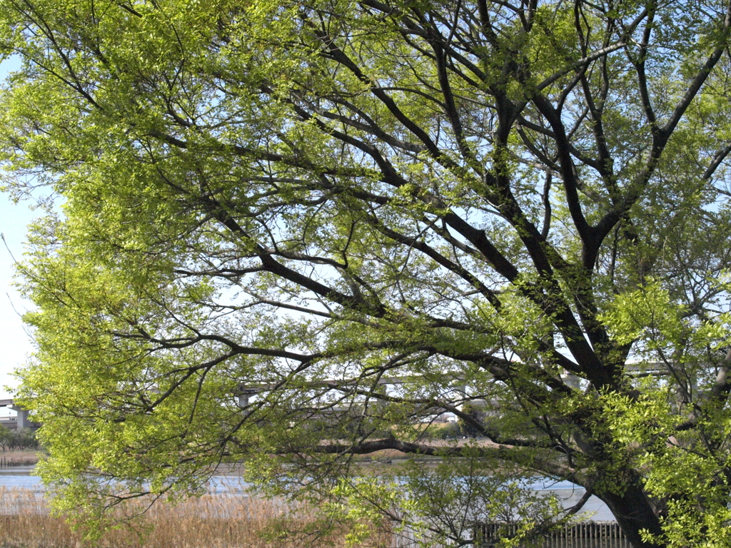 荒川河原の大榎