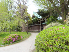 隅田公園の牛島神社と咲き始めたヒラドツツジ