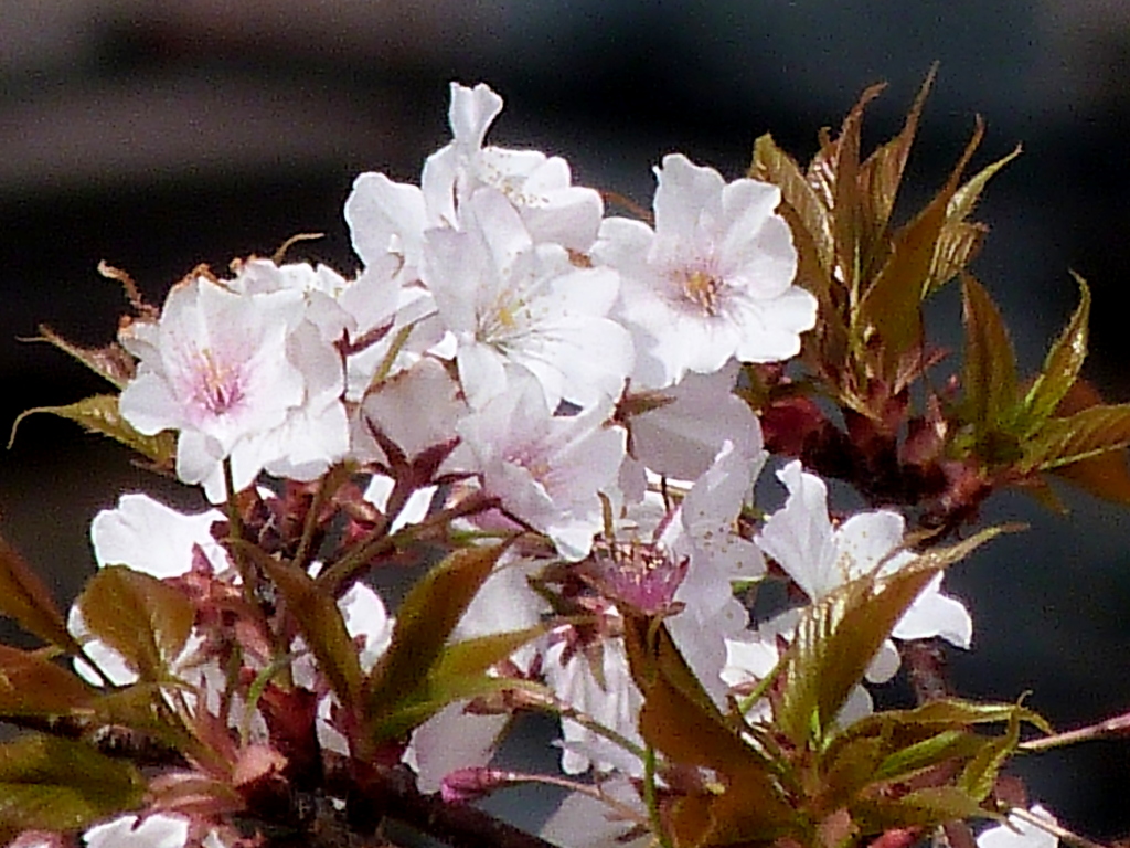 荒川土手の弁殿桜