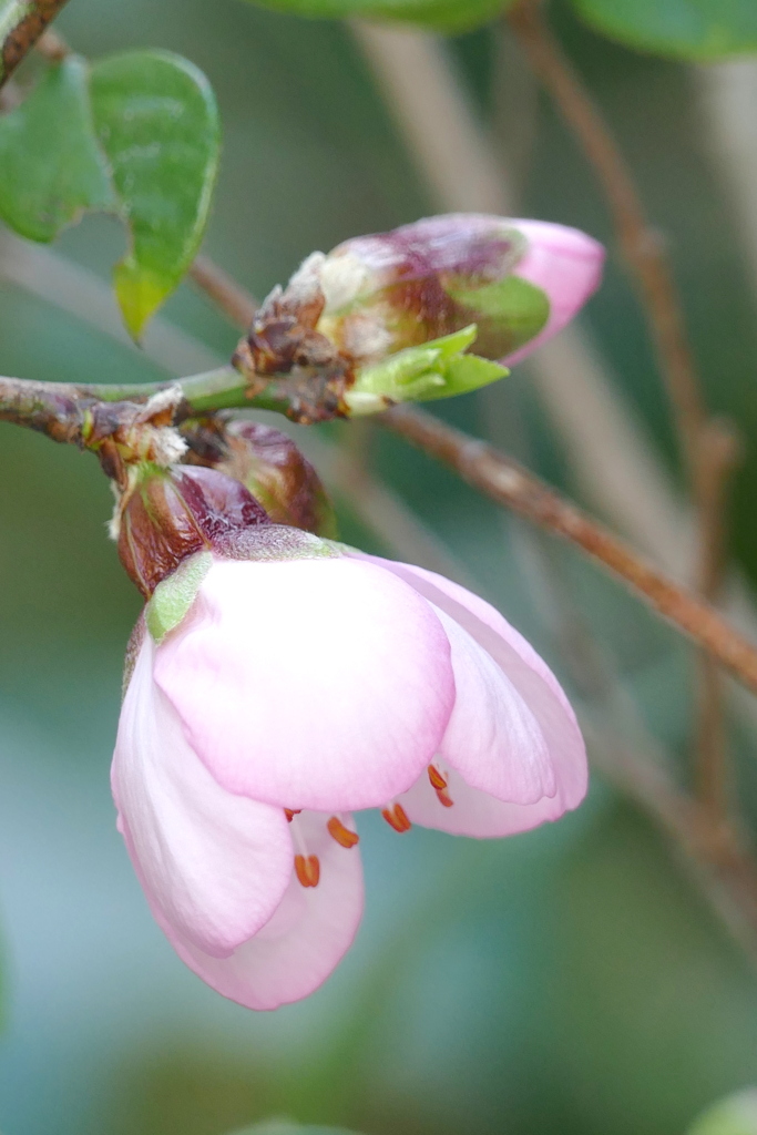 アーモンドの花東京