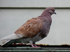 屋根のひさしの上の尾羽が白い茶色い土鳩