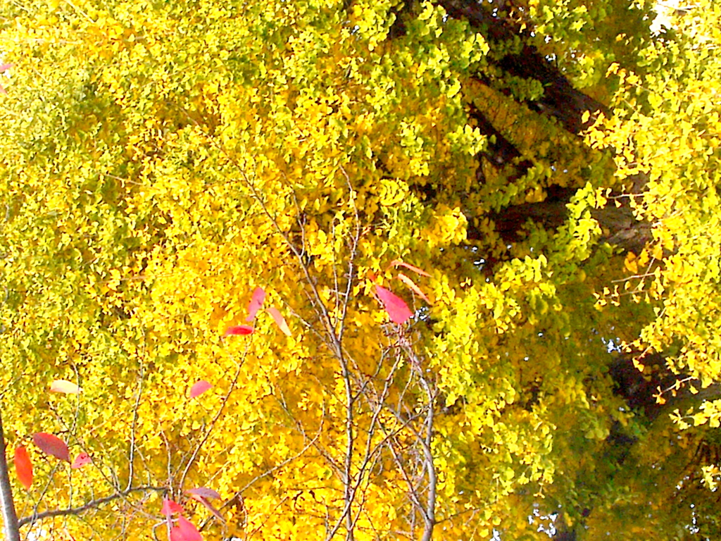 千住桜木の銀杏稲荷