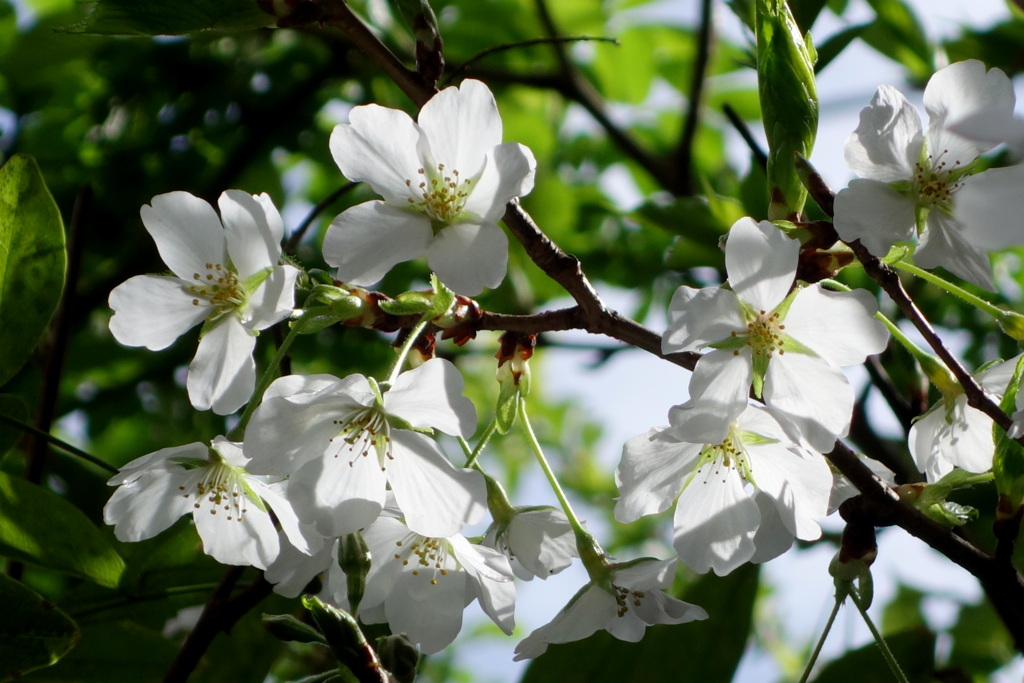 木漏れ日の大島桜
