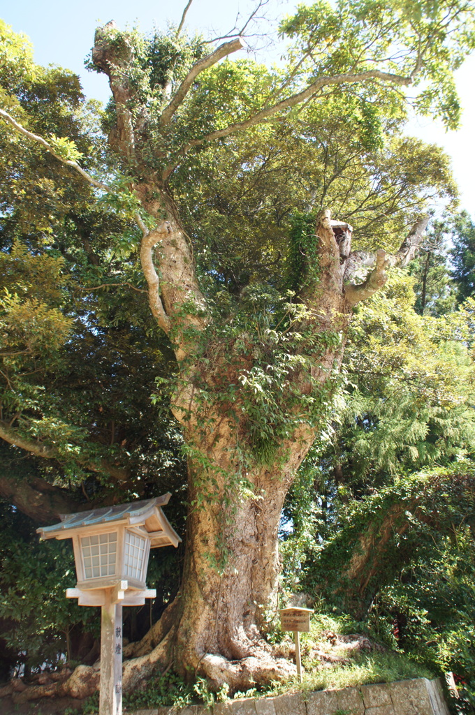 鹿島神宮の大きな椎の木