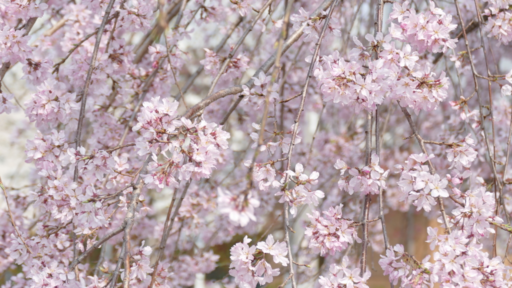 施設の紅枝垂桜