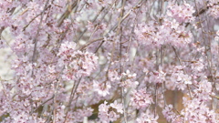 施設の紅枝垂桜