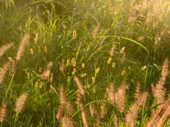 夕日のキンエノコロ