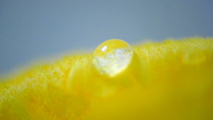 栗カボチャの花についた水滴
