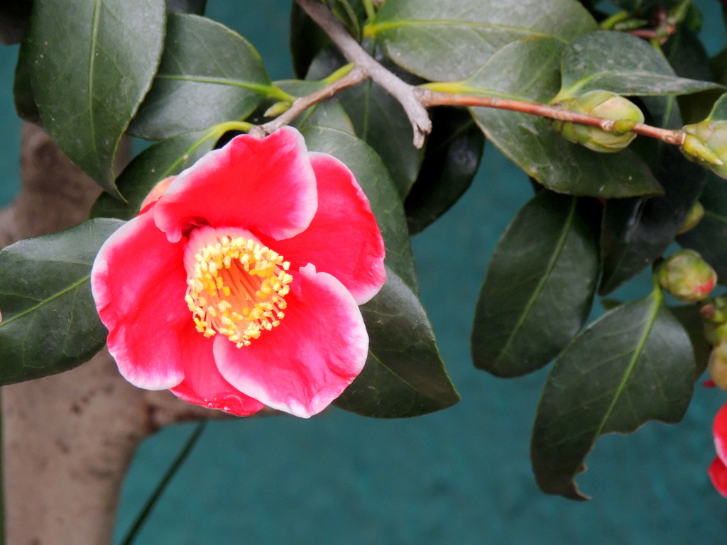 花弁のふちが白い赤い椿一輪