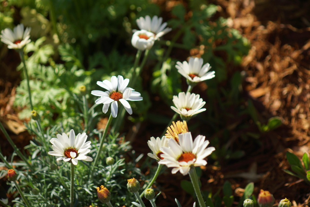 上野公園の花壇のローダンセマム