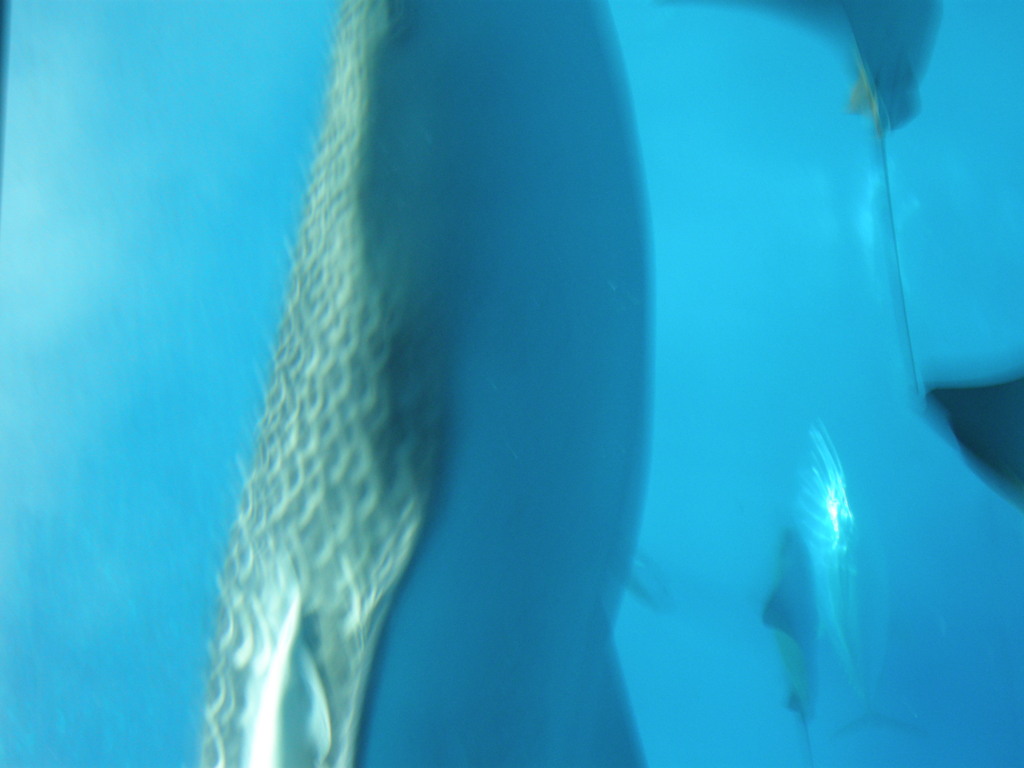 美ら海水族館のジンベイザメが真上に