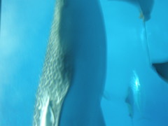 美ら海水族館のジンベイザメが真上に