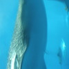 美ら海水族館のジンベイザメが真上に