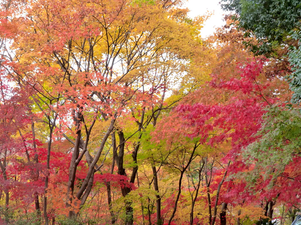 安行街道沿いの紅葉の色々