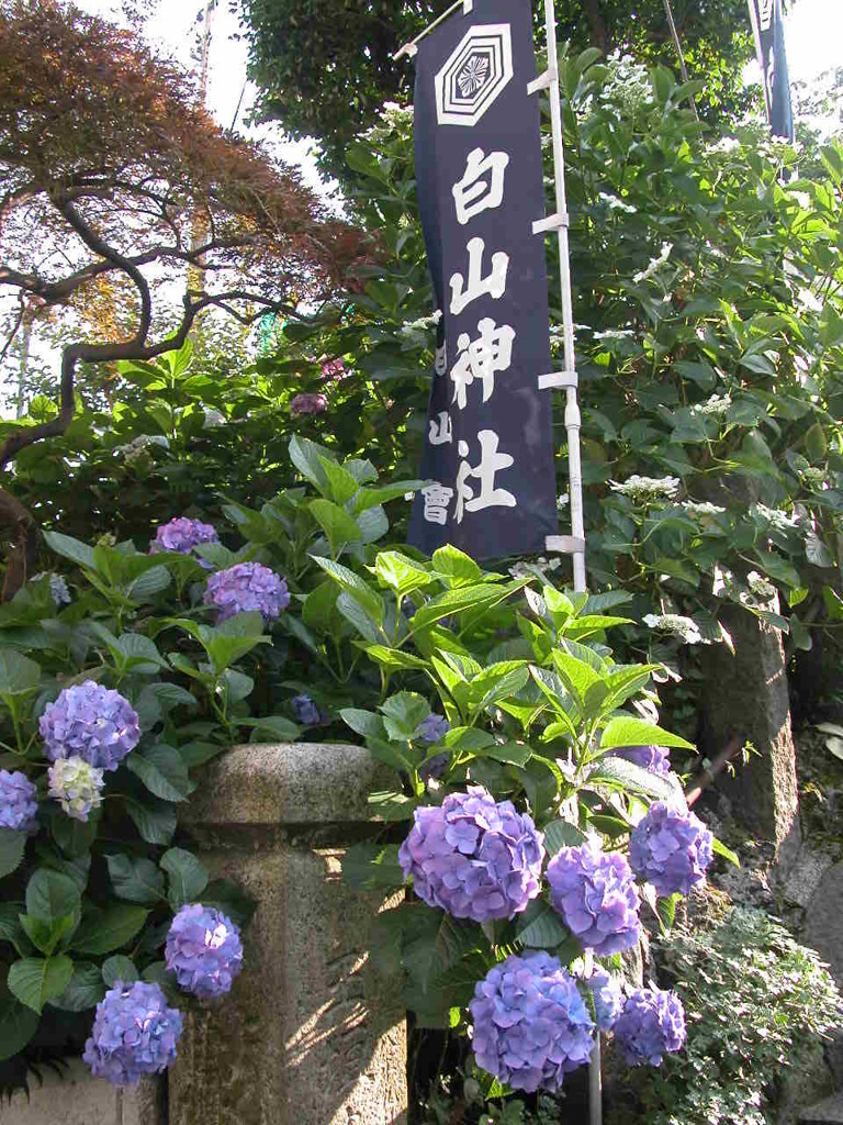 紫陽花神社の白山神社