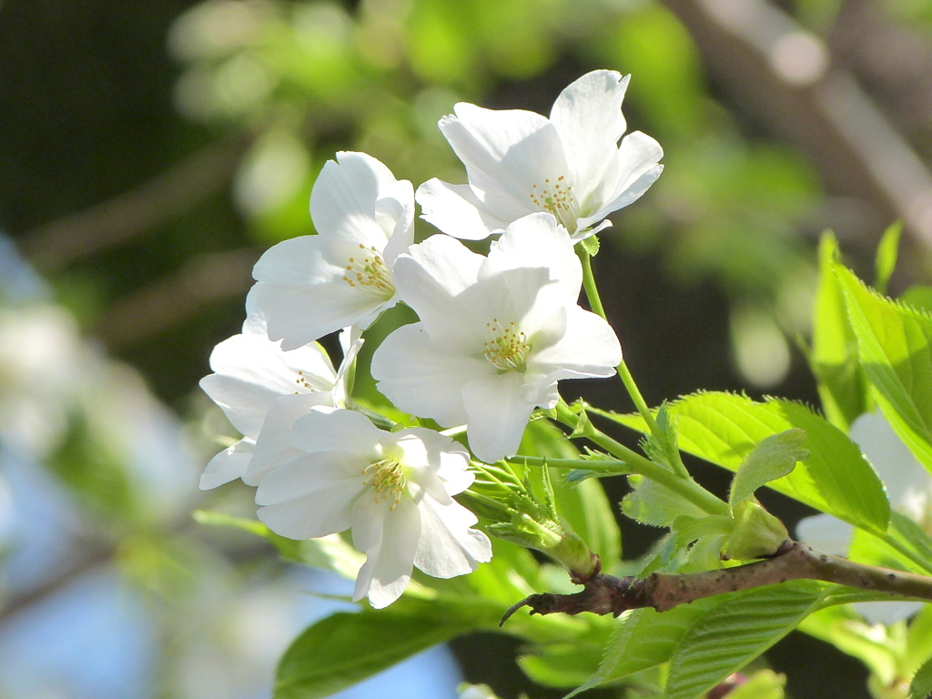 上野公園の良い匂いの大島桜