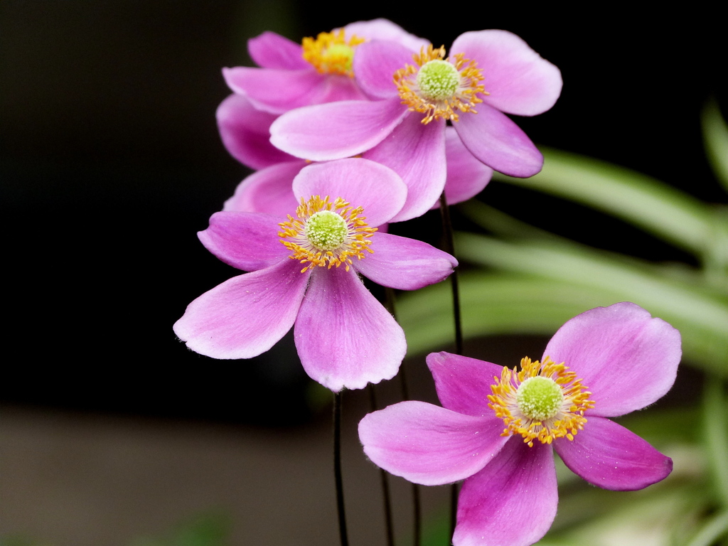 シュウメイギク（貴船ギク）