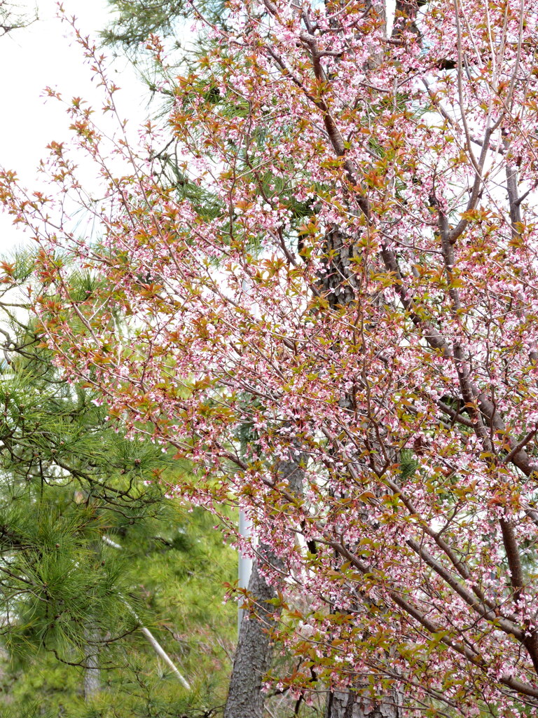 三宅坂国立劇場の団十郎を偲ぶくまがいざくら