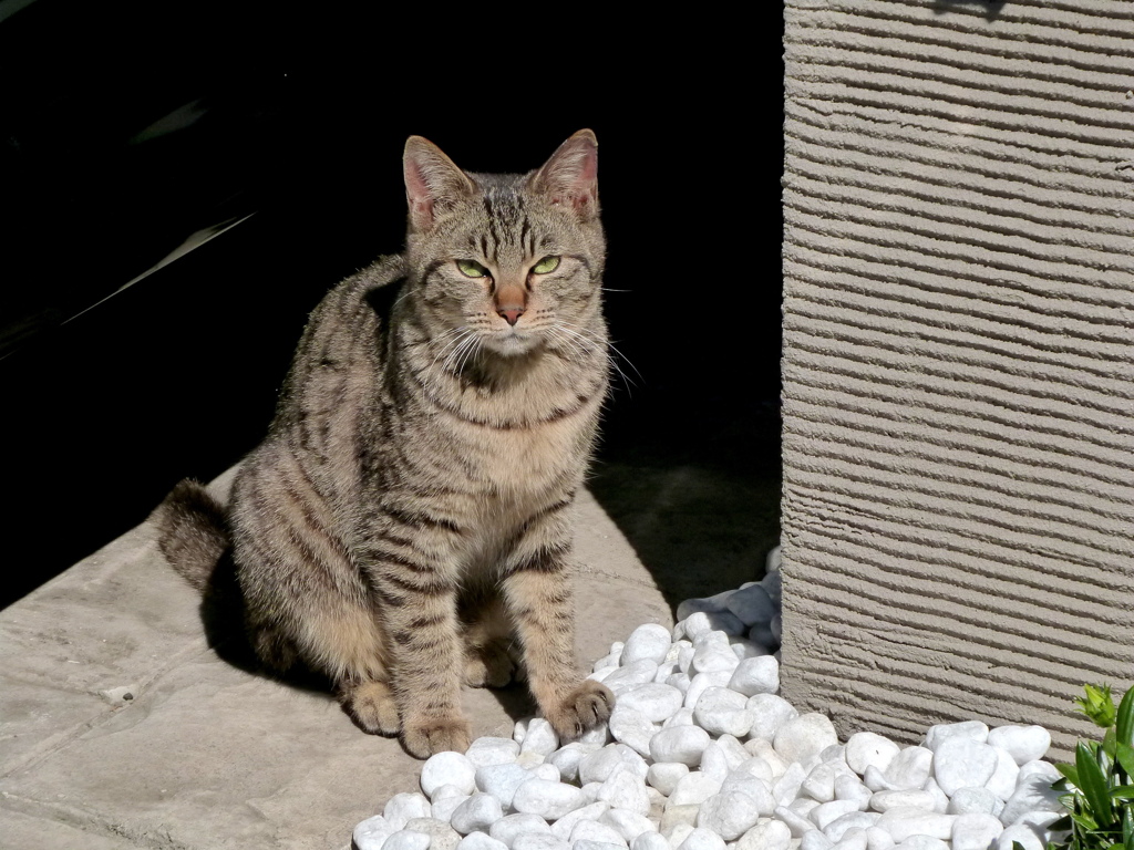 千住の民家の飼い猫