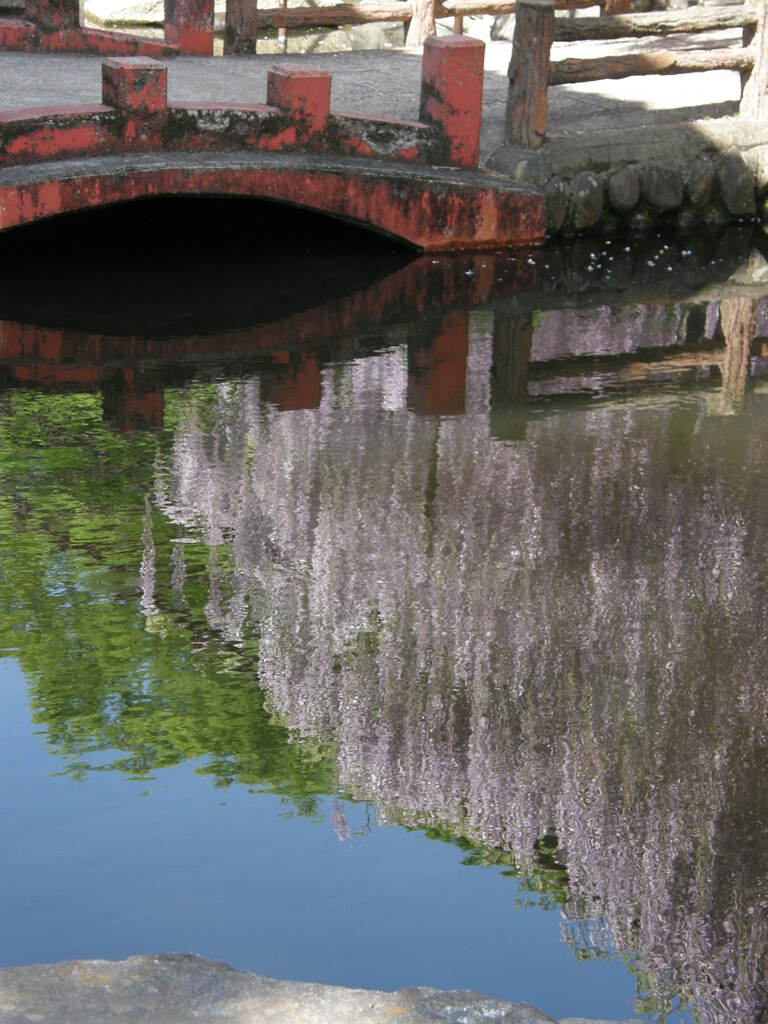骨波田の池の藤