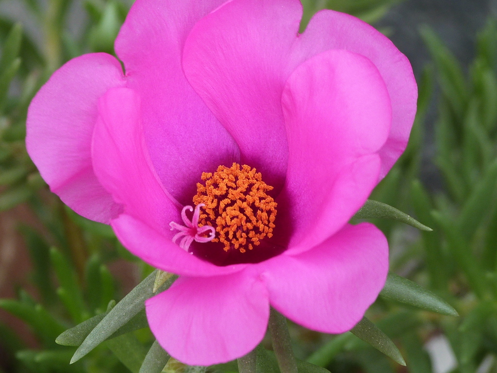 月隈公園のお堀の周辺のマツバボタン