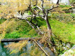 岡崎城の今は公園の緑