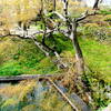 岡崎城の今は公園の緑