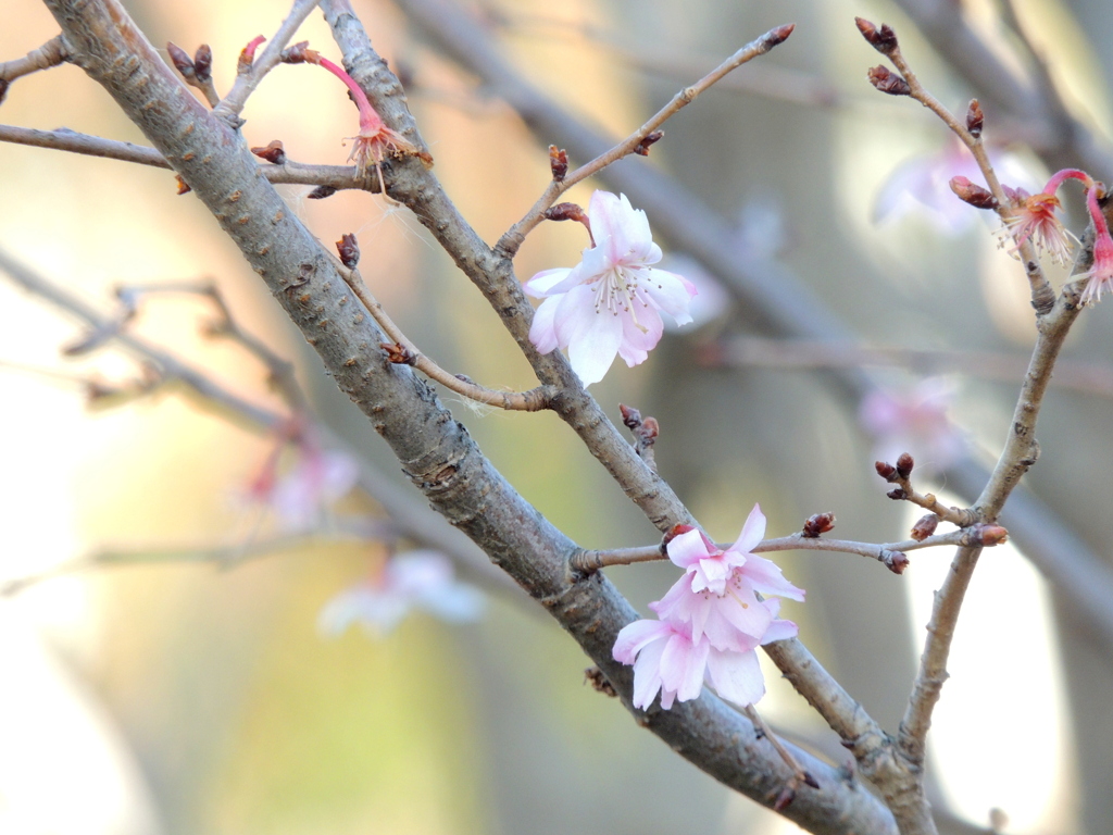 千住橋土町の桜公園の十月桜