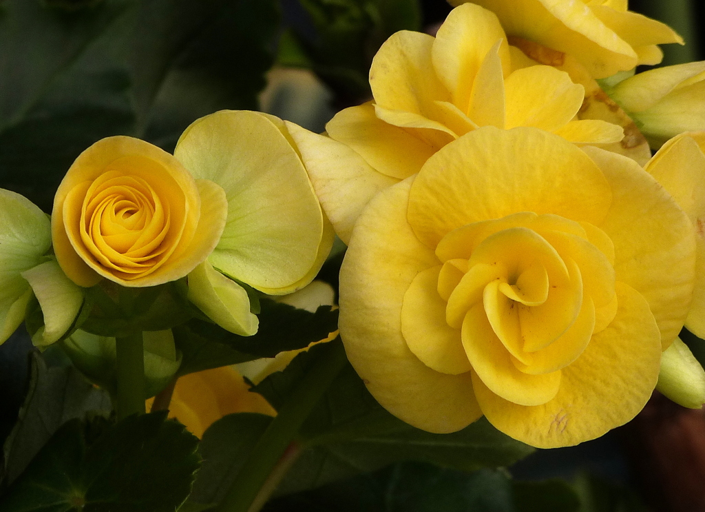 リーガースべゴニア