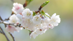 汐入公園の子福桜