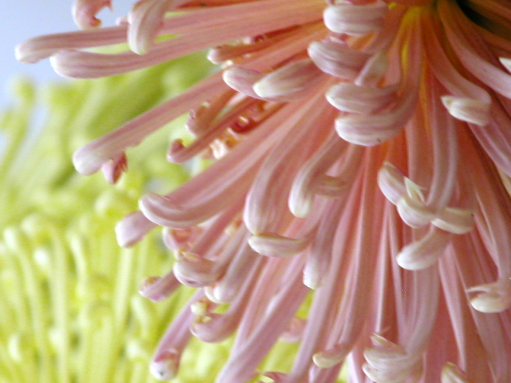 管物菊