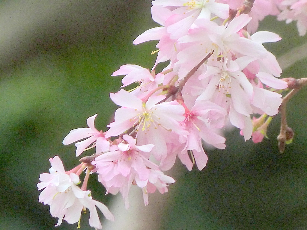 錦町河岸の十月桜