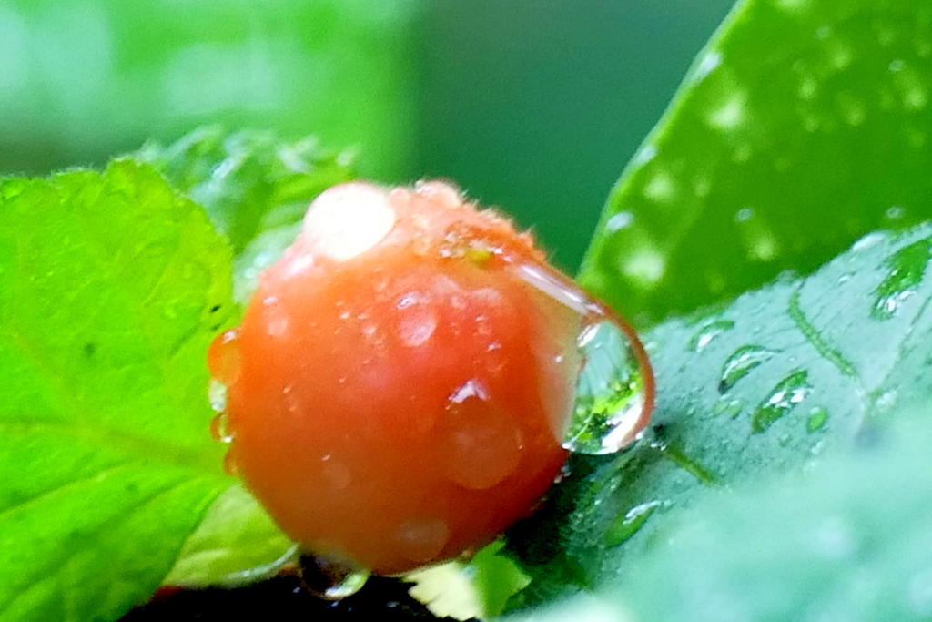 ゆすら梅の実の水玉