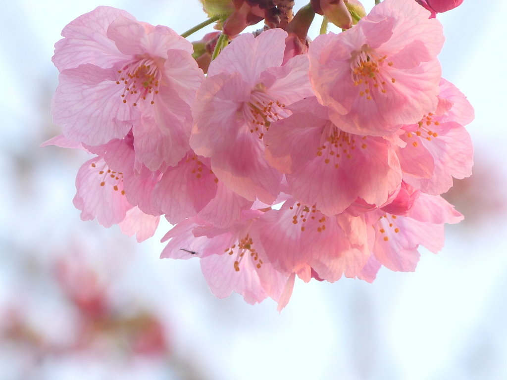 陽光桜
