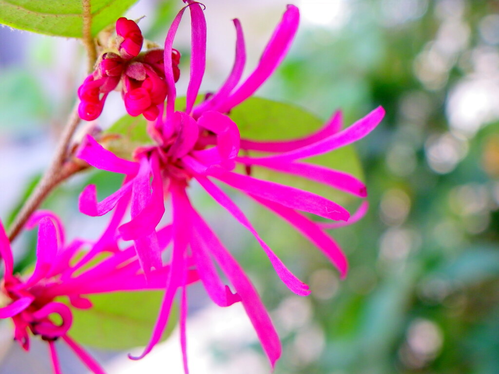 紅花トキワマンサク