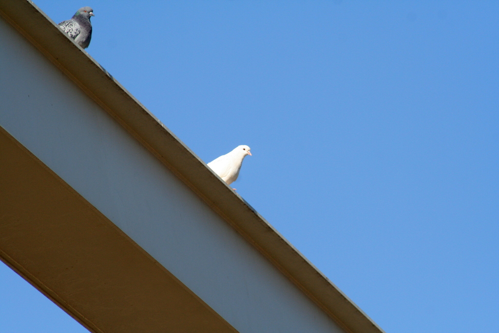 荒川東武橋梁の白鳩