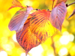 ソメイヨシノの紅葉