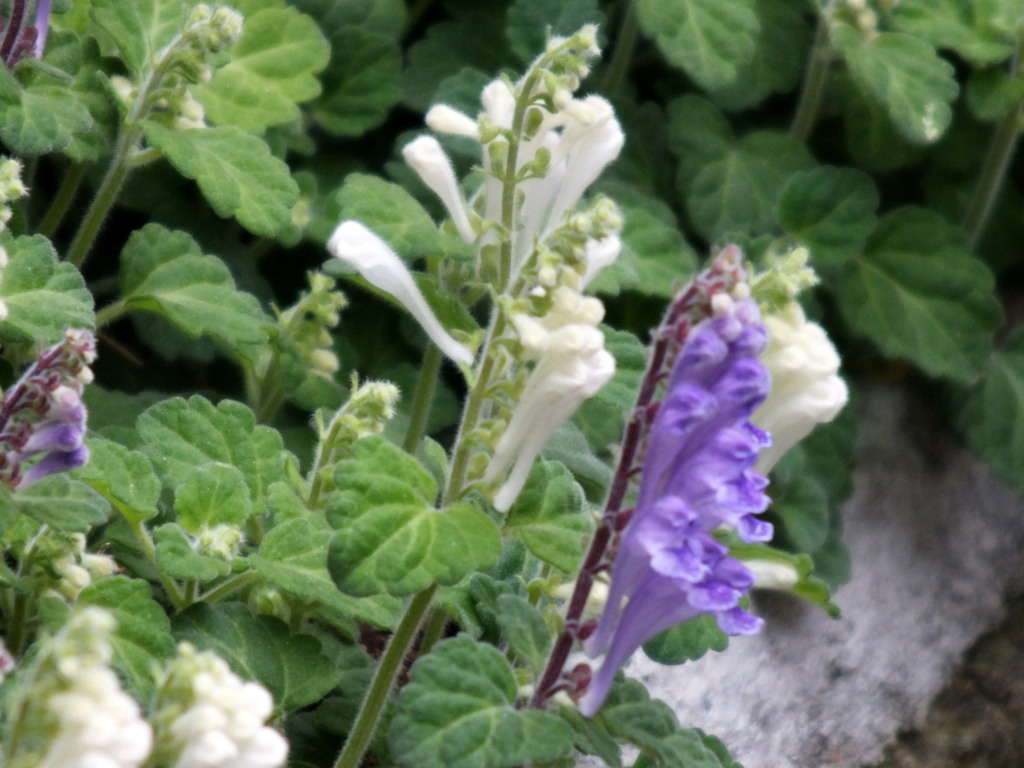 千住のタツナミソウ