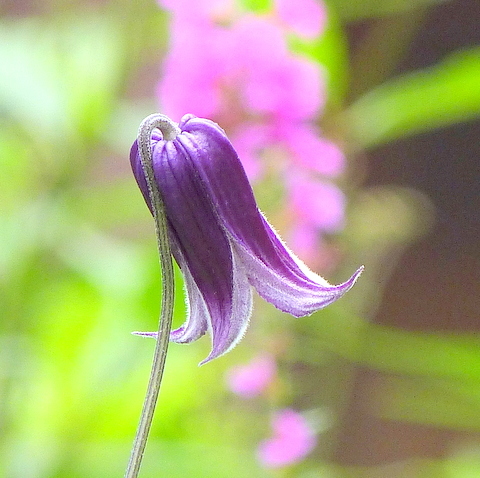 クレマチス・ロウグチ