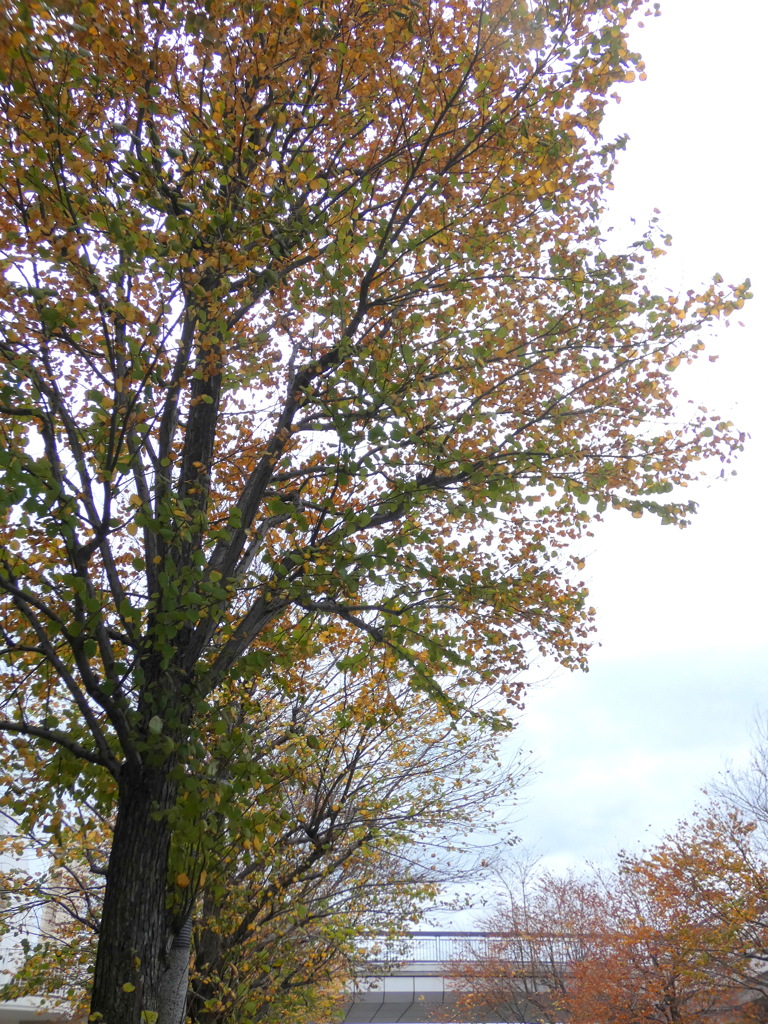 お台場海浜公園の楡と桜の紅葉